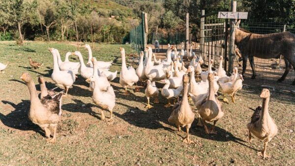 Gallura: Picnic on a Farm With Animals - Frequently Asked Questions