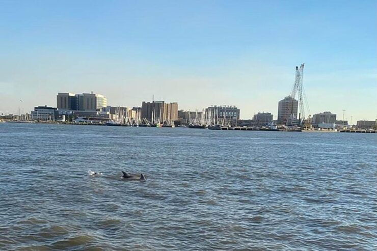 Galveston: Dolphin-Watching Cruise With Guaranteed Sightings - Activity Description