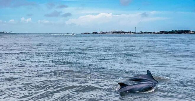 Galveston: Dolphin-Watching Cruise With Guaranteed Sightings - Meeting Point