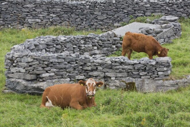 Galway: Cliffs Cruise, Aran Islands & Connemara Day Tour - Review Details