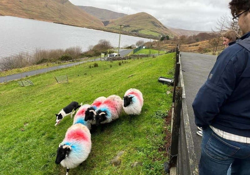 Galway: Connemara, Sheepdog Show and Medieval Castle Tour - Who This Tour Is Best For