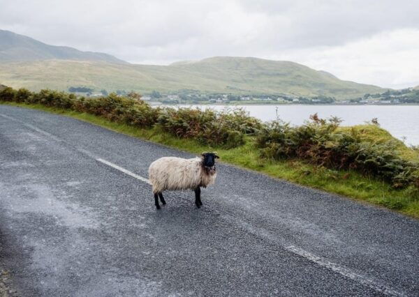 Galway Private Driver: Personalized Tours & Transfers - Customizing Your Journey
