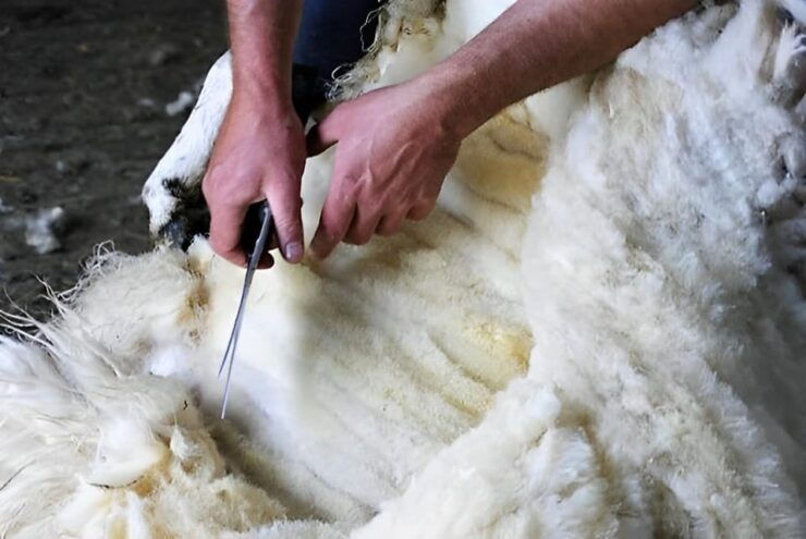 Galway: Working Sheep Farm Guided Visit With Herding Demo - Good To Know