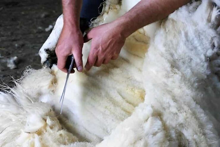 Galway: Working Sheep Farm Guided Visit With Herding Demo - Highlights of the Visit