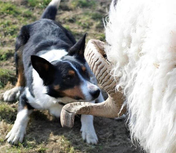 Galway: Working Sheep Farm Guided Visit With Herding Demo - Frequently Asked Questions