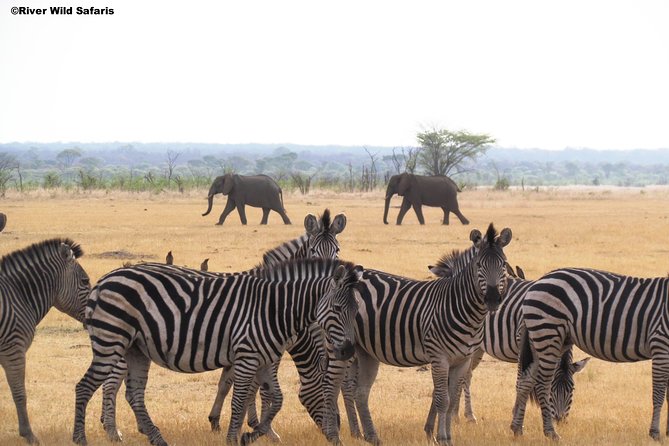 Game Drive (AM / PM) - Zambezi National Park - River Wild Safaris - What to Expect