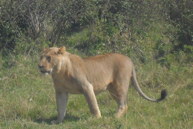 Game Drive Amboseli National Park Day Tour - Pricing and Guarantee