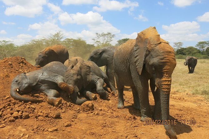 Game Drive Amboseli National Park Day Tour - Cancellation Policy