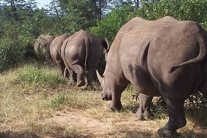 Game Drive And Rhino Safari in Livingstone - Good To Know