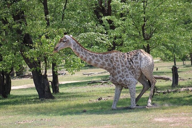 Game Drive And Rhino Safari in Livingstone - Booking, Prices, and Cancellation Policy