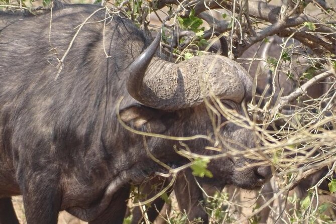 Game Drive and Short Rhino Walk - Reviews and Recommendations