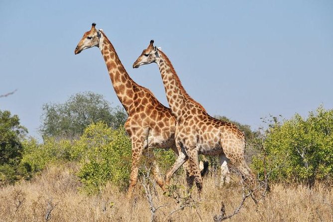 Game Drive Day Tour - Accessibility Information