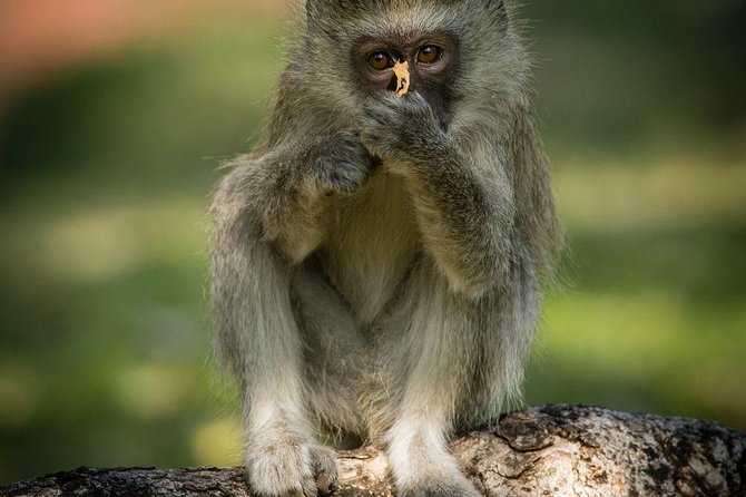 Game Drive in Mosi-Oa-Tunya National Park - The Sum Up