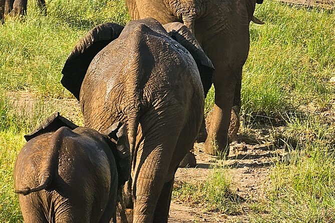Game Drive in Zambezi National Park, Victoria Falls - Pickup and End Point Information