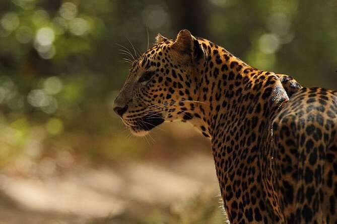 Game Drive Wilpattu National Park : Private Tour - Good To Know
