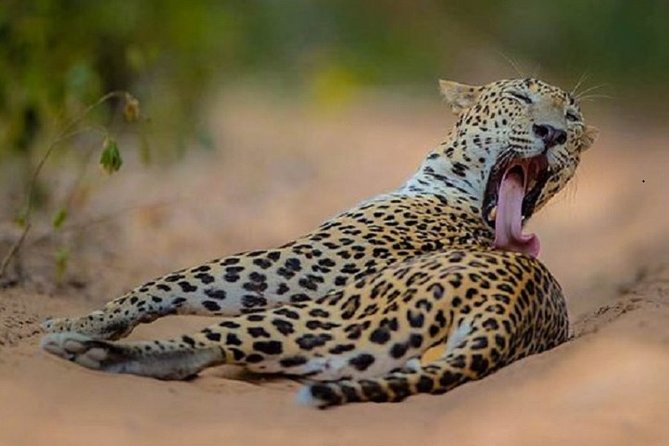 Game Drive Wilpattu National Park : Private Tour - Customer Reviews