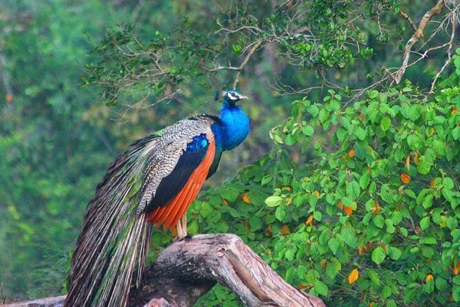 Game Drive Wilpattu National Park : Private Tour - Frequently Asked Questions