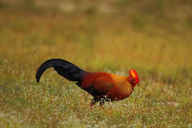 Game Drive Wilpattu National Park : Private Tour - The Sum Up