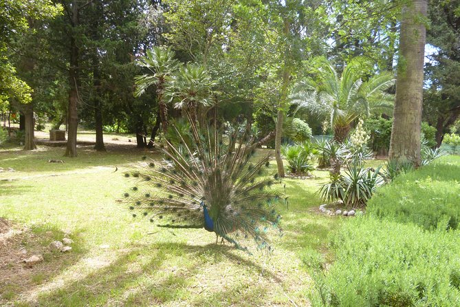 Game of Thrones Kings Landing Filming Locations With Lokrum Island Visit - Tour Itinerary