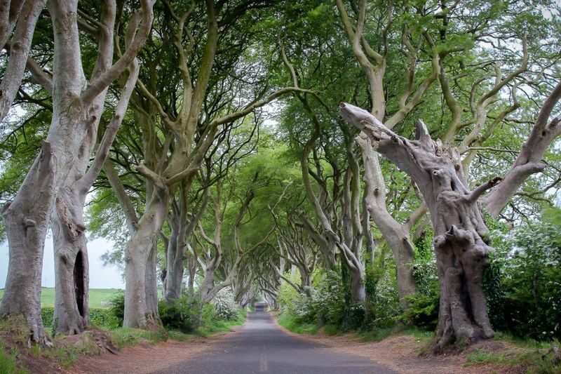 Game of Thrones, Westeros & Giants Causeway Day Tour from Belfast - Dark Hedges: striking trees, tight timing