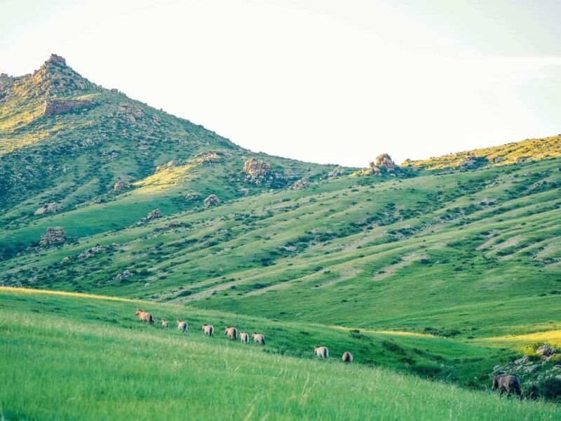 Gandan monastery and Hustai National park-all inclusive tour - Exploring Mongolia’s Heart: Gandan Monastery and Hustai National Park Tour
