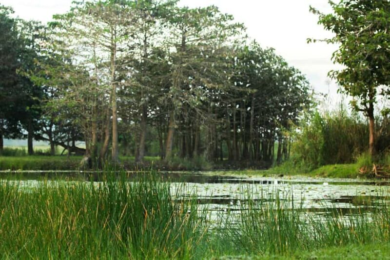 Gangaramaya Temple, Pettah & Street Food Tour - Good To Know
