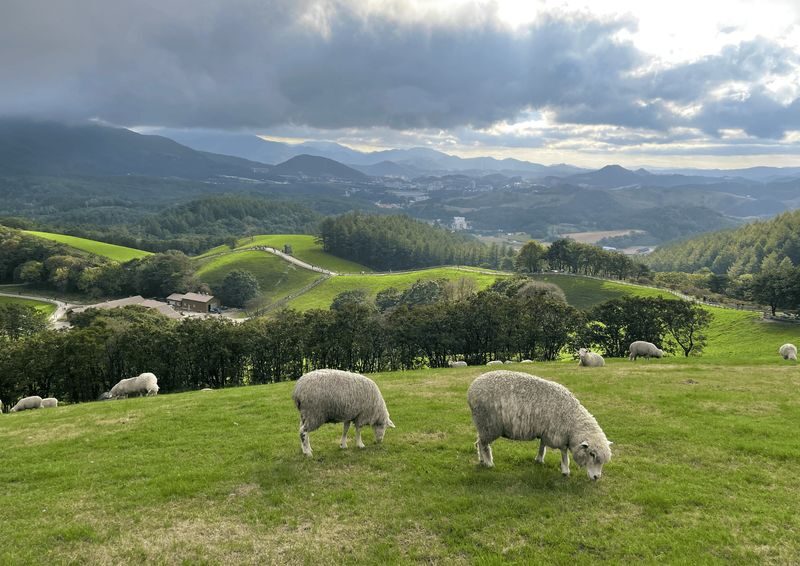 Gangneung Highlights 1 day tour - What about Daegwallyeong Sheep Farm?