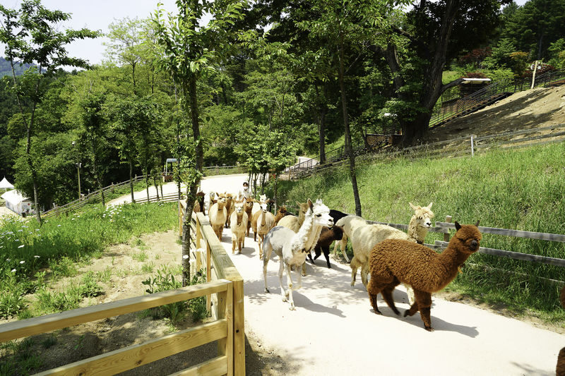 Gangwon-do and Gyeonggi-do Private Car Charter - How a private car changes a day outside Seoul