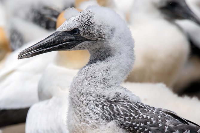 Gannet Safaris Overland Tour to Cape Kidnappers Gannet Colony - What To Expect