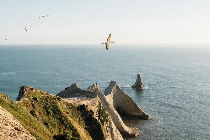 Gannet Safaris Overland Tour to Cape Kidnappers Gannet Colony - Cancellation Policy and Requirements
