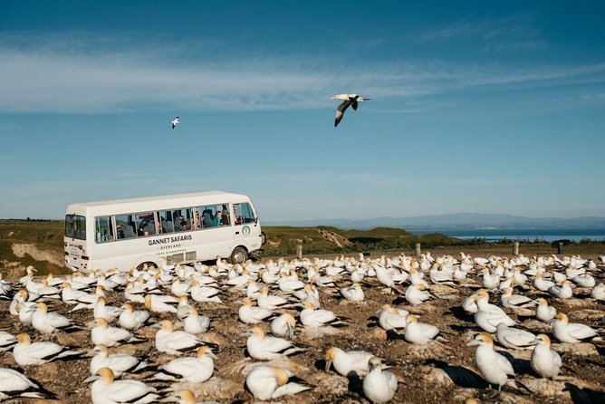 Gannet Safaris Overland Tour to Cape Kidnappers Gannet Colony - Gannet Colony Location