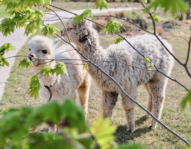 Gapyeong Alpaca & Sheep Ranch, Begonia Bird Park & Water Garden Tour - Lunch break: plan for your own meal