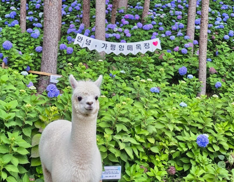 Gapyeong Alpaca & Sheep Ranch, Begonia Bird Park & Water Garden Tour - Alpaca and Sheep Ranch: a hands-on hour
