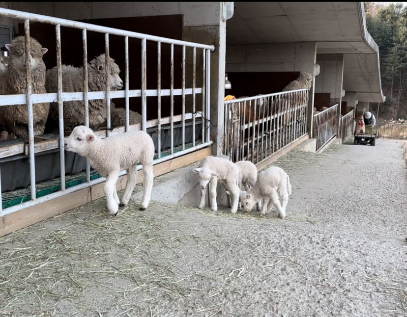 Gapyeong Alpaca & Sheep Ranch, Begonia Bird Park & Water Garden Tour - Water Garden: the quieter final stop