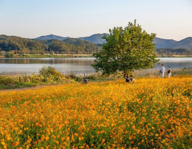 Gapyeong Alpaca & Sheep Ranch, Begonia Bird Park & Water Garden Tour - Price and what you get for it