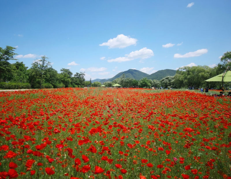 Gapyeong Alpaca & Sheep Ranch, Begonia Bird Park & Water Garden Tour - Practical details before you go