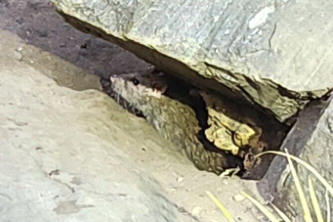 Garbage and Rats in New York City Walking Tour - Good To Know