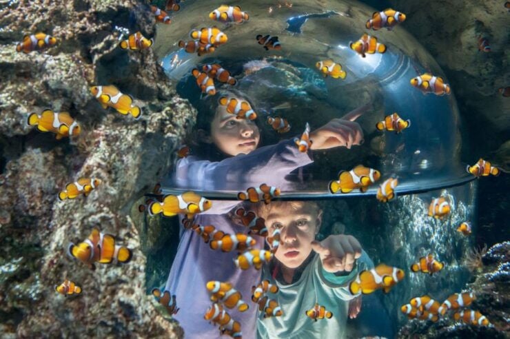 Gardaland SEA LIFE Aquarium: Open Date Entry Ticket - Ticket Information