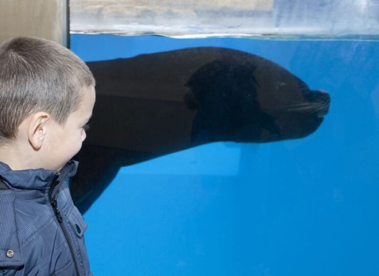 Gardaland SEA LIFE Aquarium: Open Date Entry Ticket - Experience Highlights