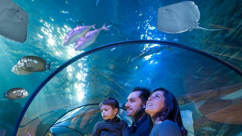Gardaland SEA LIFE Aquarium ticket - The ocean tunnel is the big visual moment