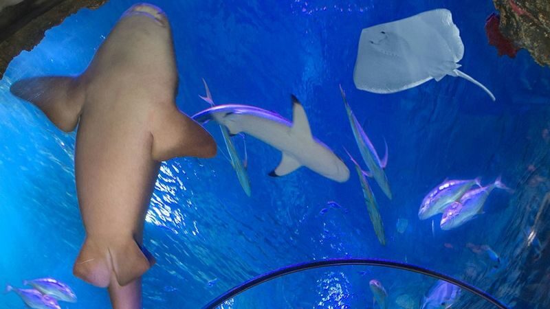 Gardaland SEA LIFE Aquarium ticket - How long to allow, and what the ticket covers