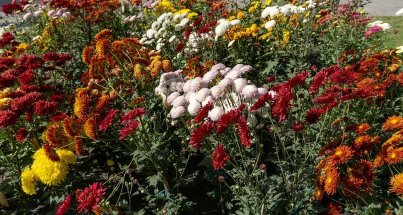 Garden & Botanical Sightseeing of Kathmandu Valley - Why You’ll Love This Tour