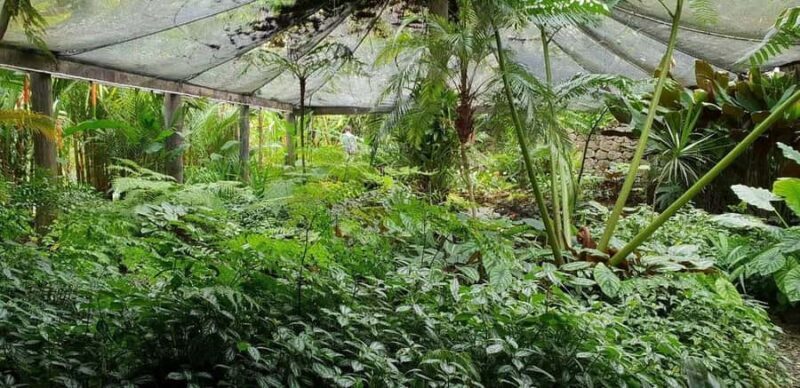 Garden of Sleeping Giant with Sabeto Hotspring Mudpool Tour - FAQs