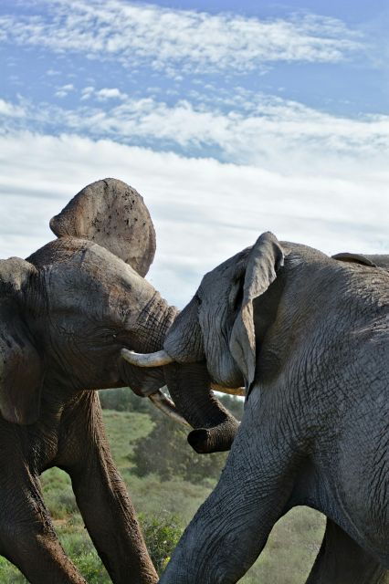 Garden Route Tour, A Garden Route Odyssey - Tour Description
