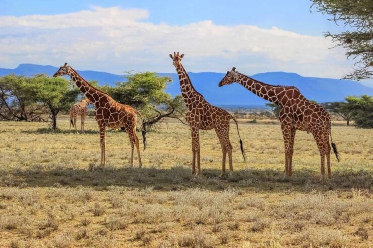 Garden Route & Wine Route 4 Day Tour From Cape Town - Tour Highlights