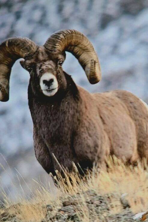 Gardiner: Yellowstone National Park Half Day Guided Hike - Good To Know
