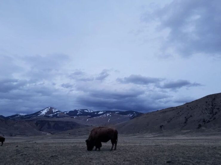 Gardiner: Yellowstone National Park Half Day Guided Hike - Booking Details