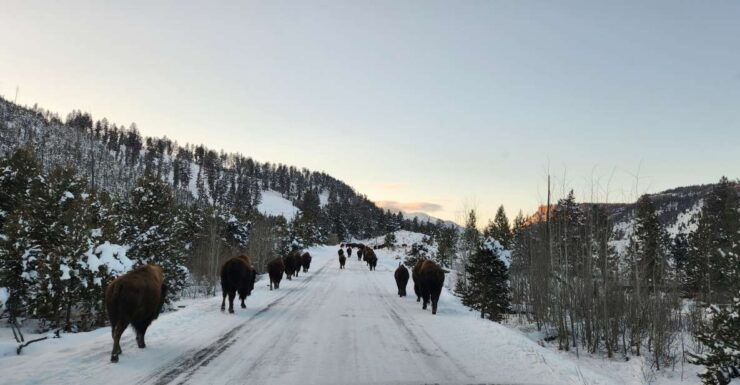 Gardiner: Yellowstone National Park Wildlife Guided Tour - Tour Duration and Starting Times