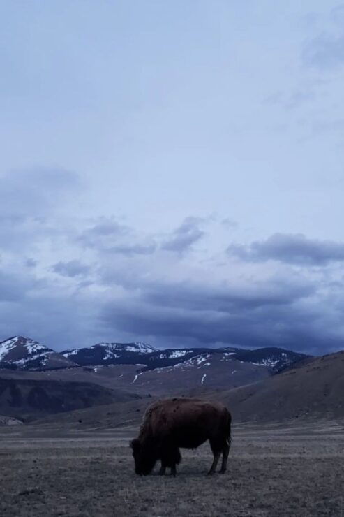 Gardiner: Yellowstone National Park Wildlife Guided Tour - Breakfast and Lunch Inclusions