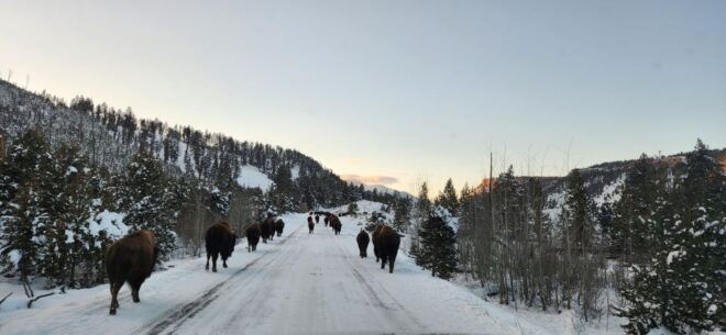 Gardiner: Yellowstone National Park Wildlife Guided Tour - Transportation Details and Options